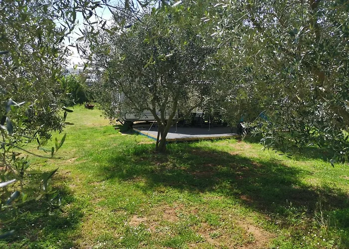 Large Camper In The Olive Grove Banjole