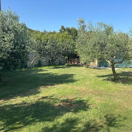 Large Camper In The Olive Grove *