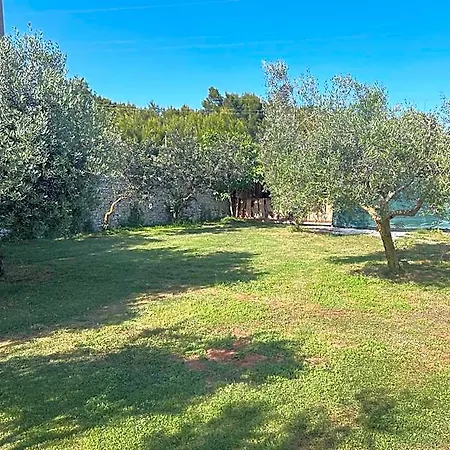 Large Camper In The Olive Grove